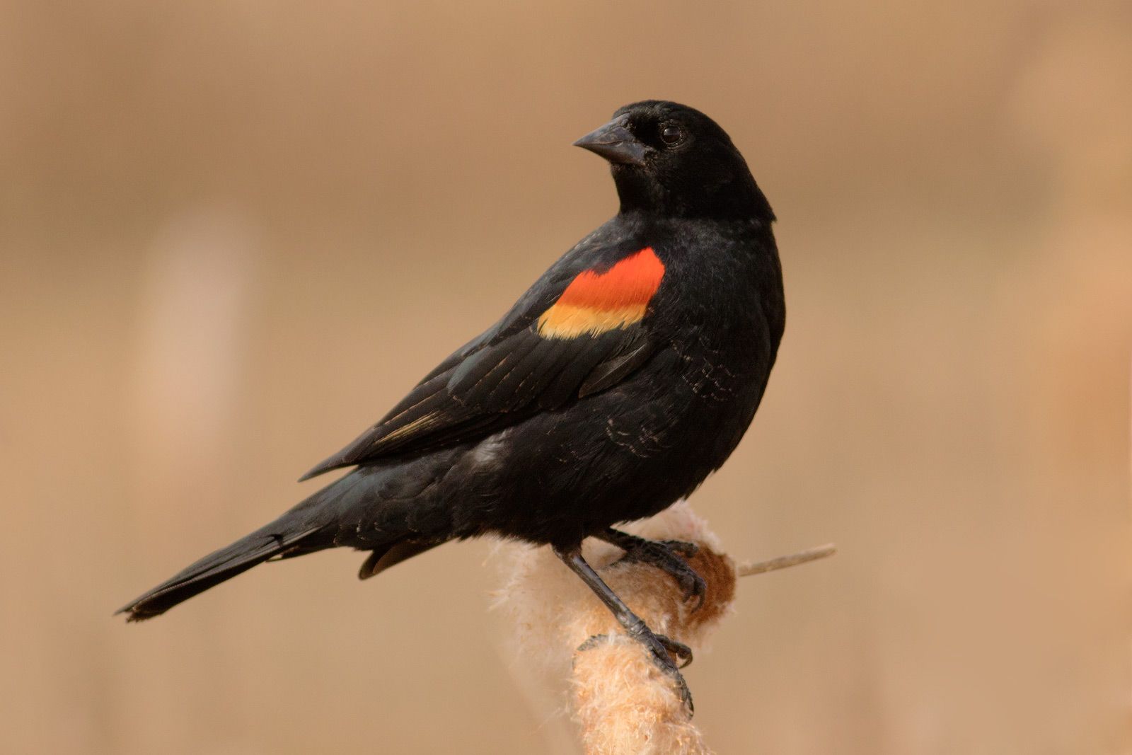 A picture of a red-winged blackbird taken in Alberta Canada