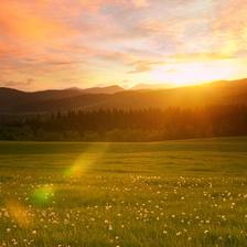 Lens flare over a field of dandelions taken over foothills at sunset
