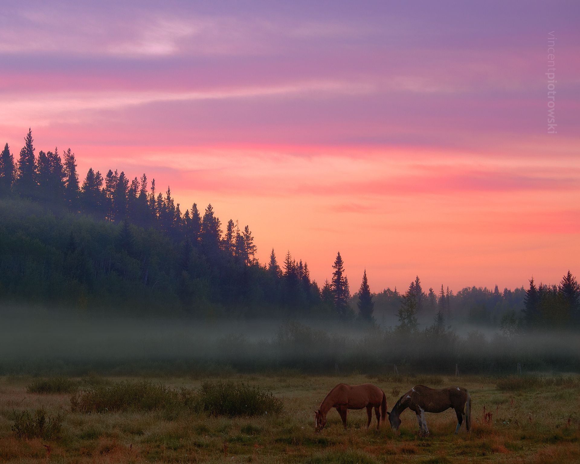 Domestic horses grazing in the foothills of Alberta during sunrise