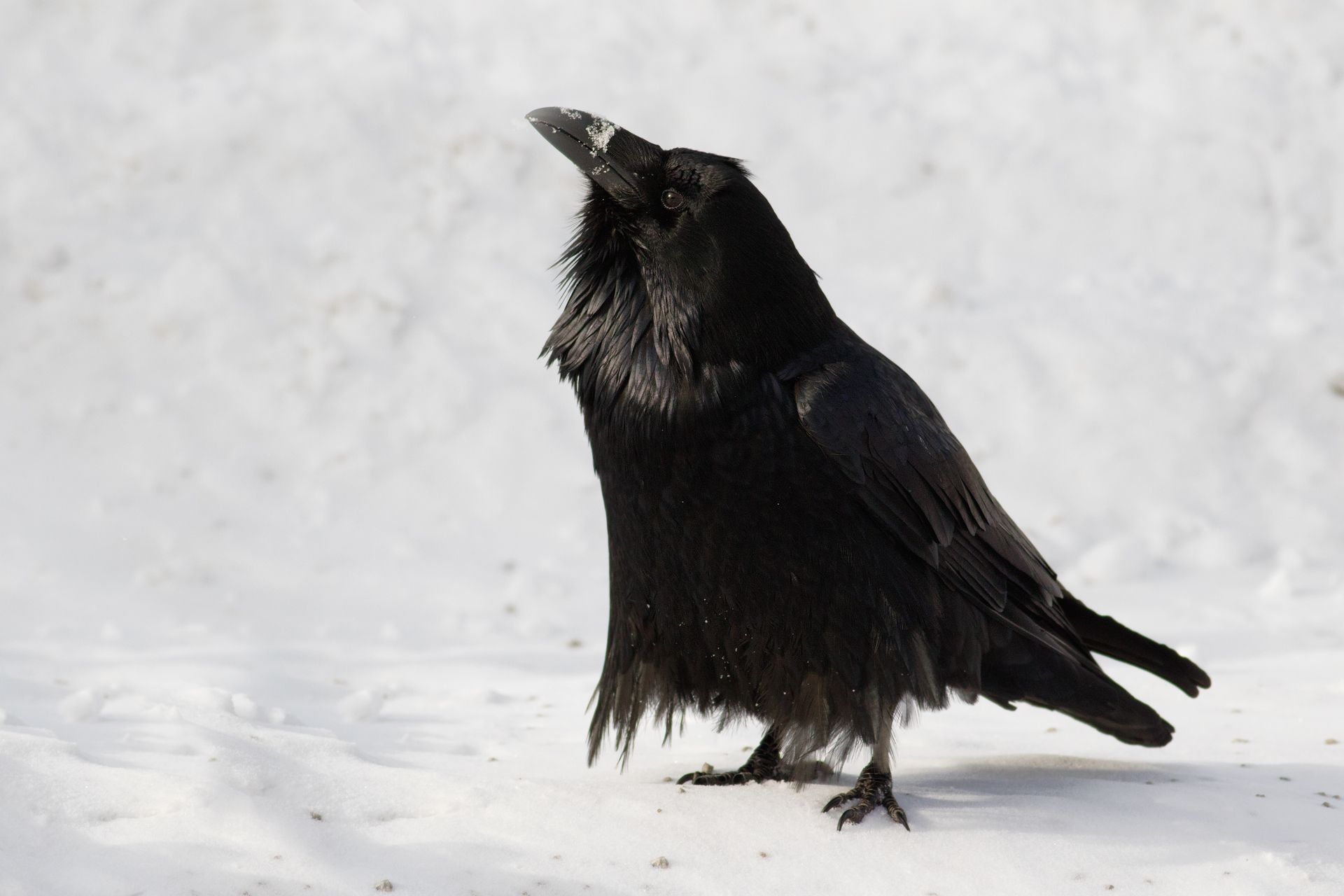 A picture of a common raven in a snowy scene captured in Alberta