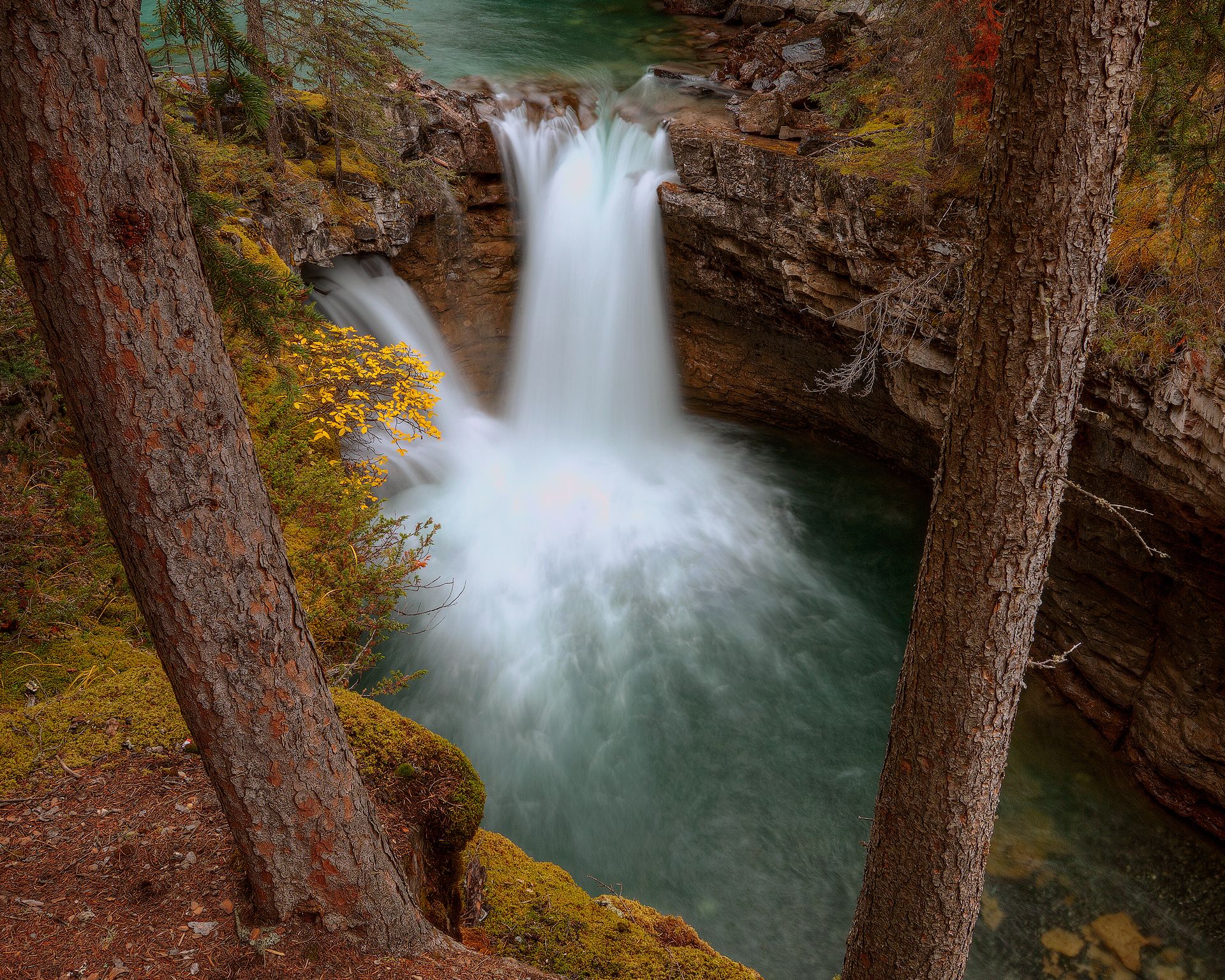 A waterfall between two pine trees in Johnston Canyon