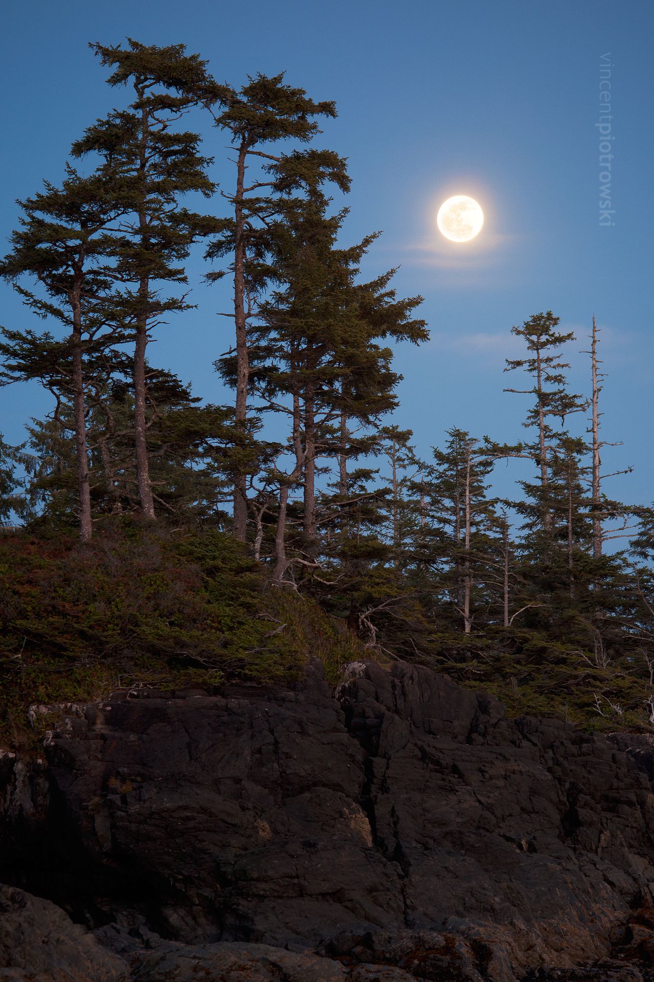 A picture of the full moon framed by trees taken near Tofino BC