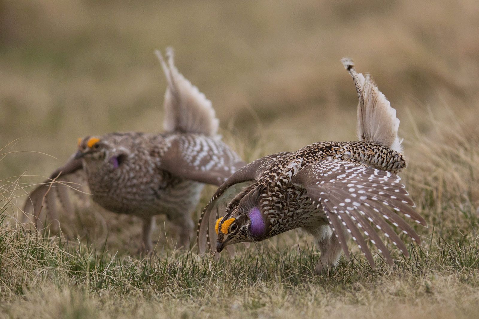 Sharp-tailed grouse doing a lek dance captured in Alberta