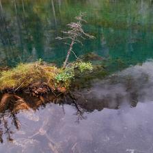 A miniature island reflected in Grassi Lakes near Canmore Alberta