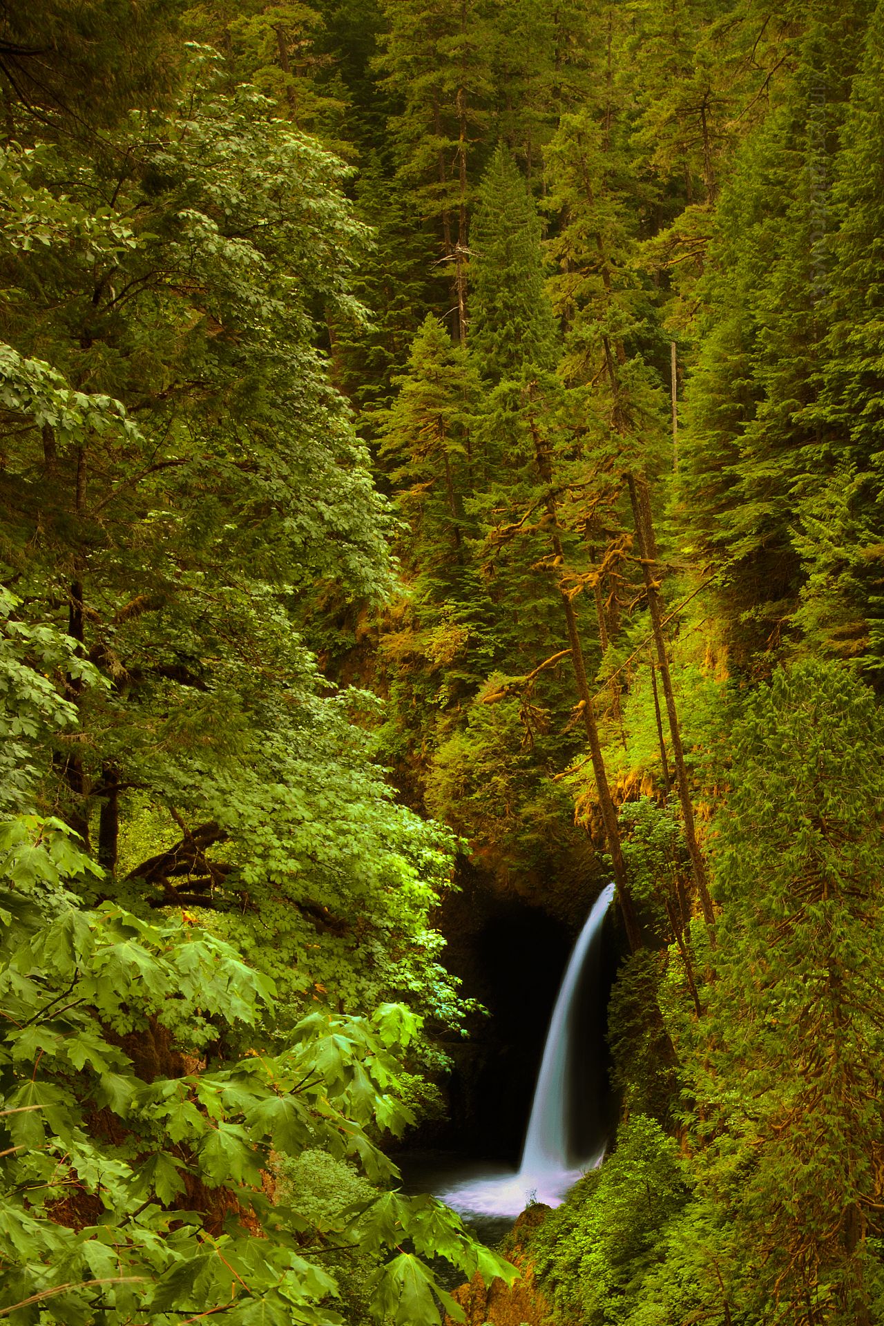 Metlako Falls in Portland Oregon with lots of lush green vegetation