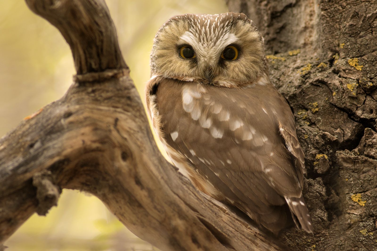 A picture of a northern saw-whet owl