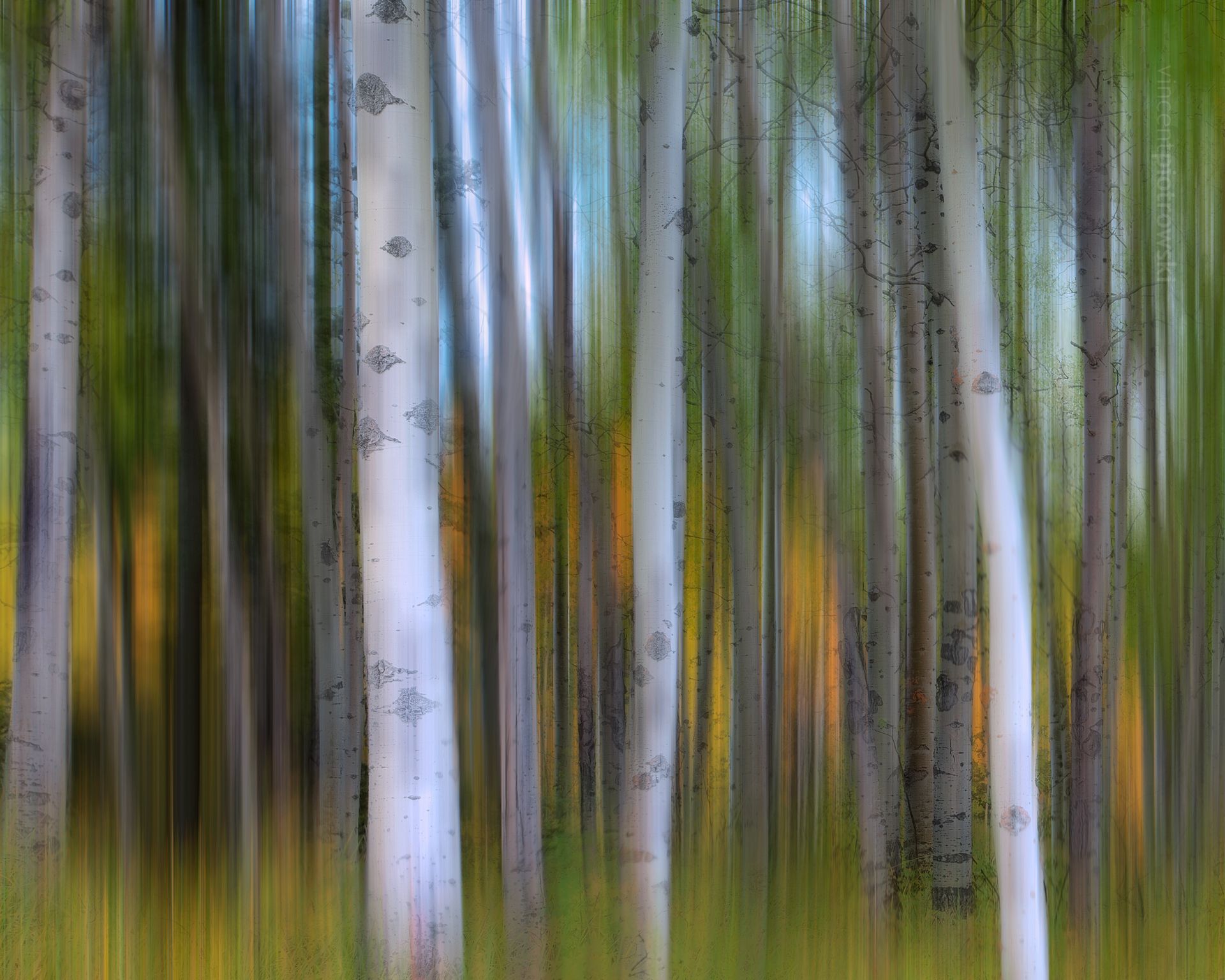 An abstract photograph of aspen trees from Kananaskis