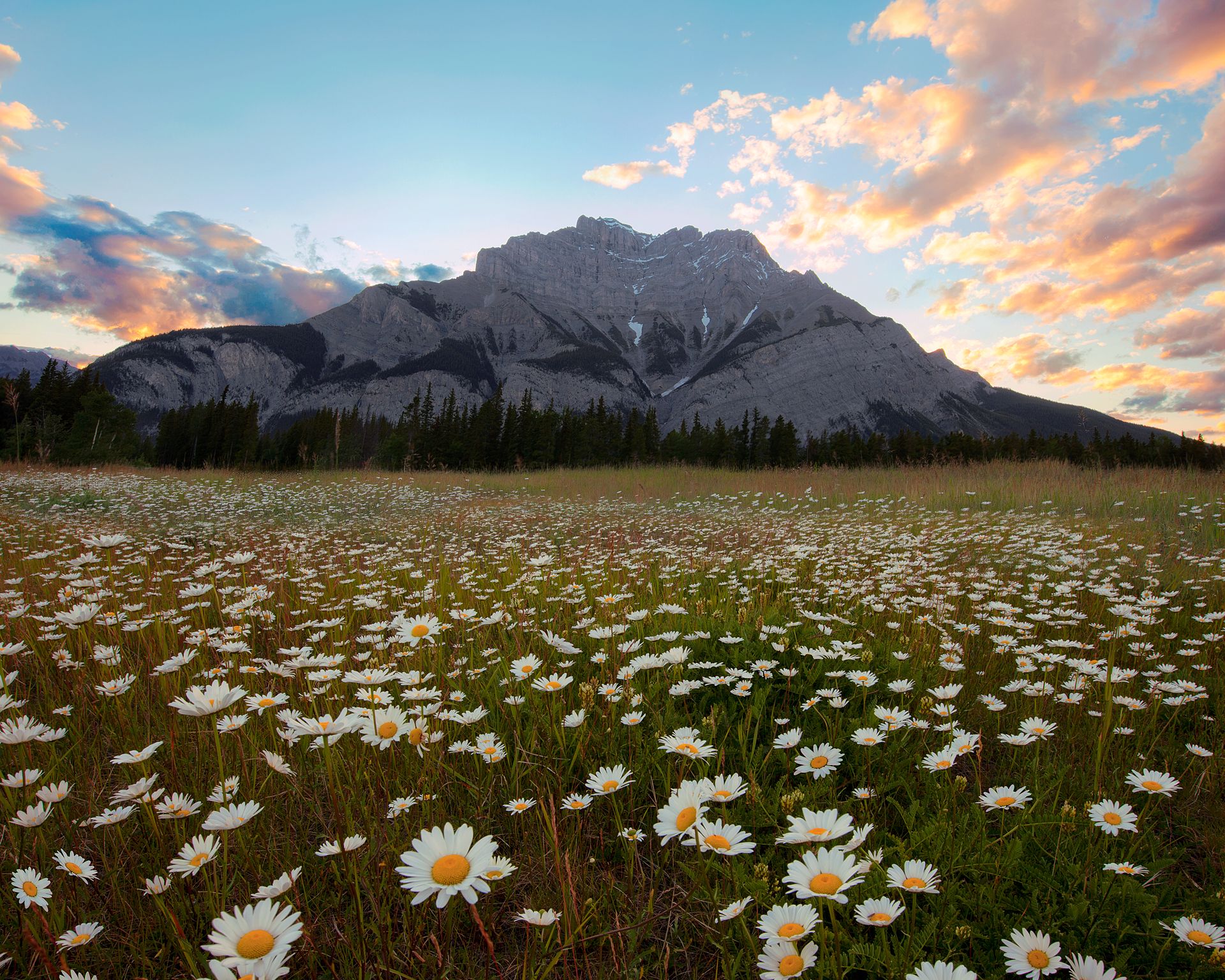 Cascade Mountain at sunset with wild flowers in the foreground