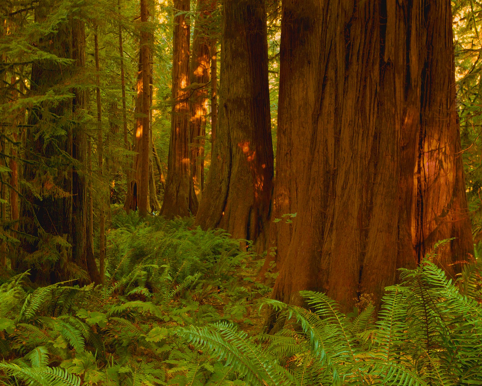 A picture of giant trees from Cathedral Grove on Vancouver Island