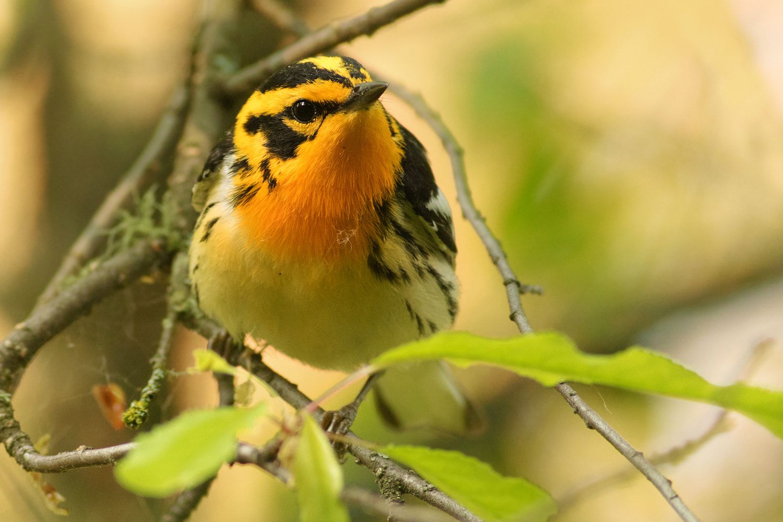 A picture of a Blackburnian warbler from Northern Alberta