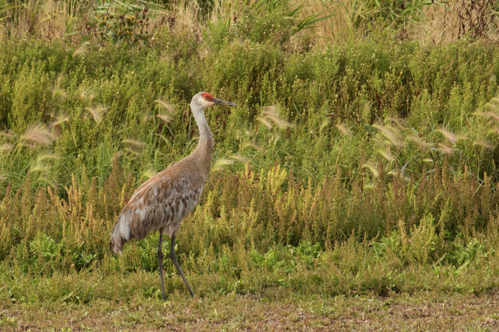 A picture of a sandhill crane taken in Alberta