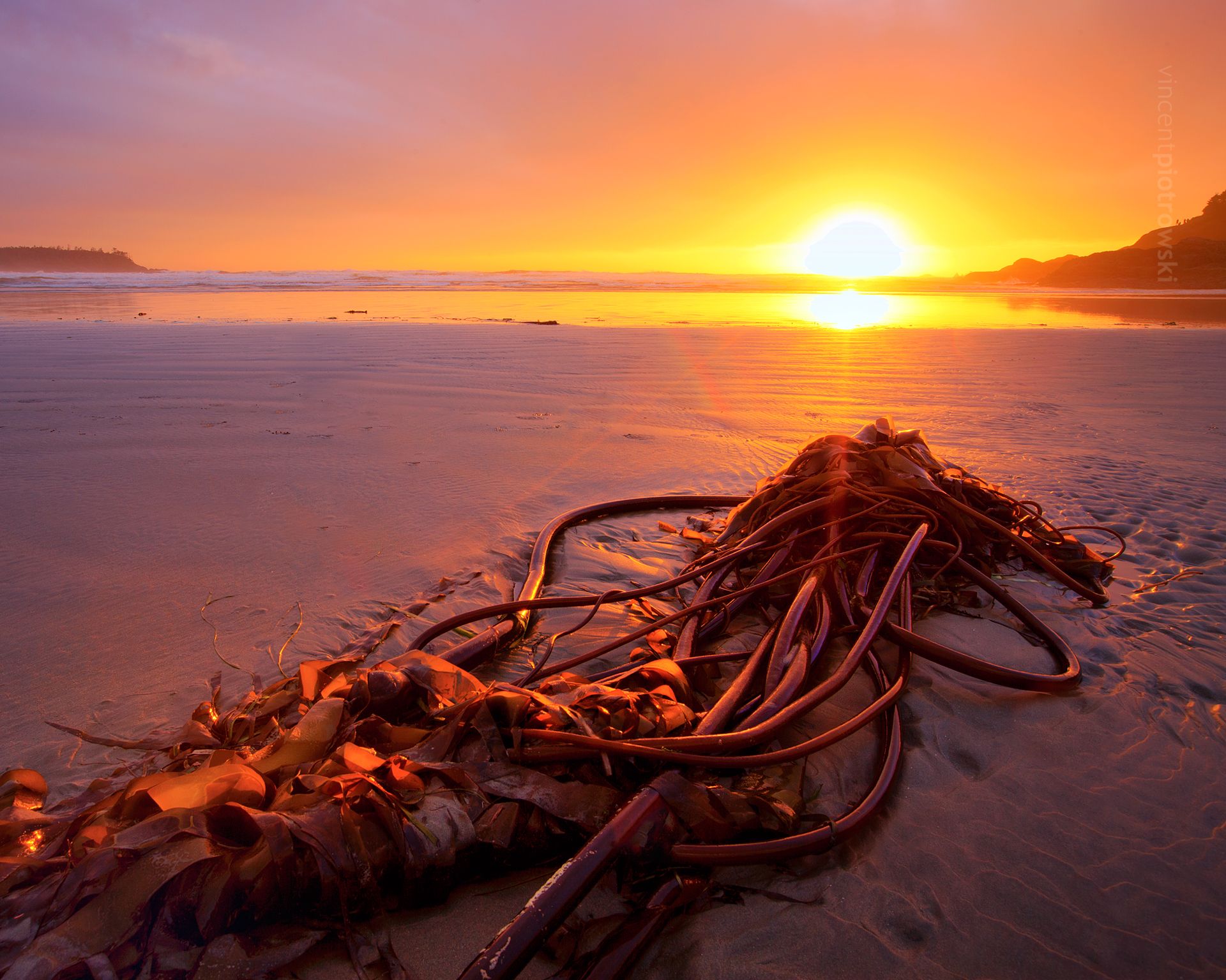 Bullwhip kelp from the Pacific Ocean captured near Tofino BC