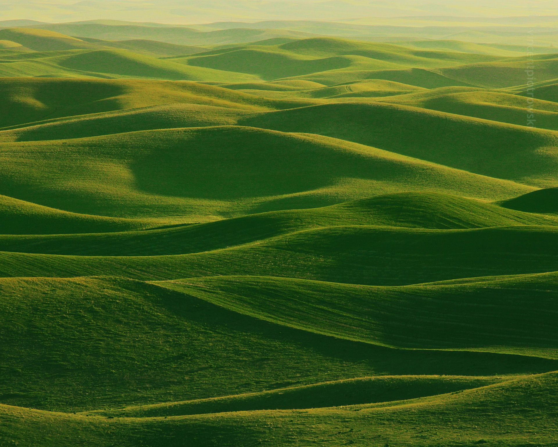 A photo of the Palouse Region in Washington that is very green