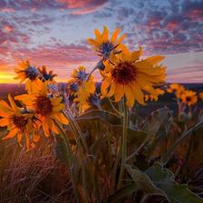 Wild flowers in the foreground of a stunning sunset in Washington