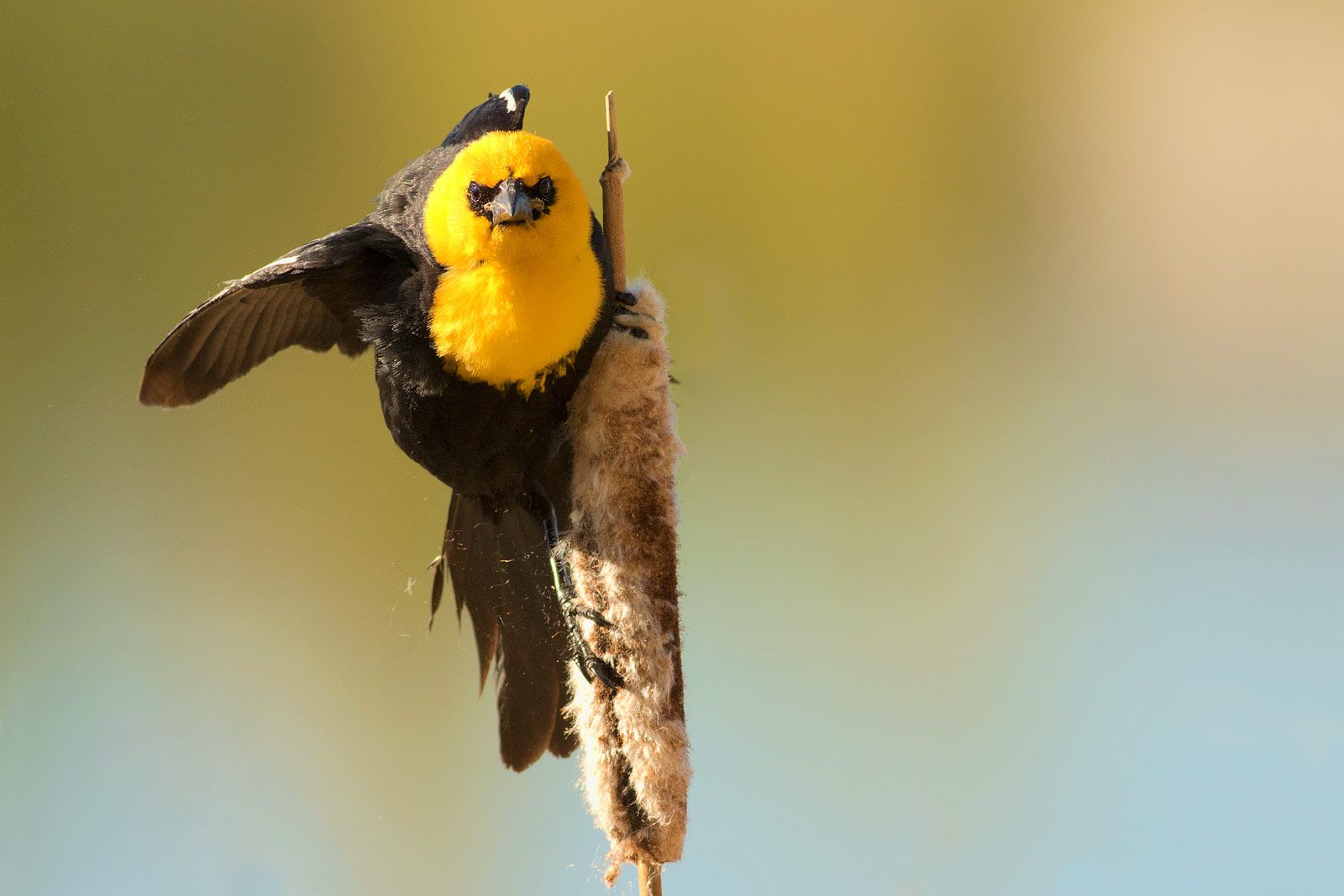 A picture of a yellow-headed blackbird from Alberta