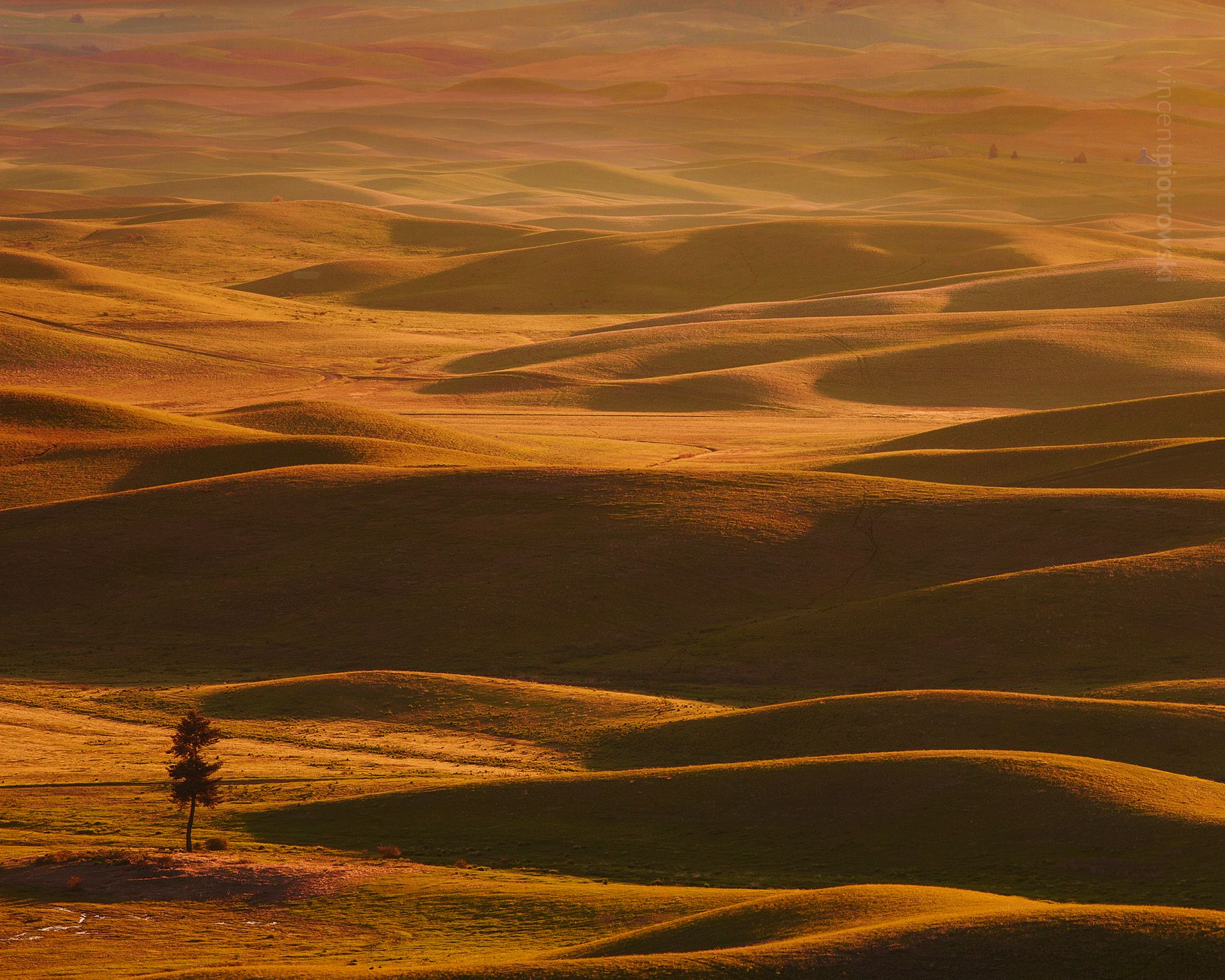 A lone tree at sunrise in the Palouse Region of Washington 