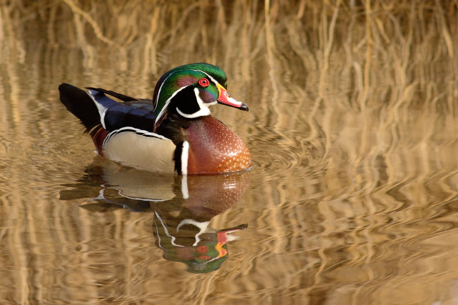 A picture of a wood duck