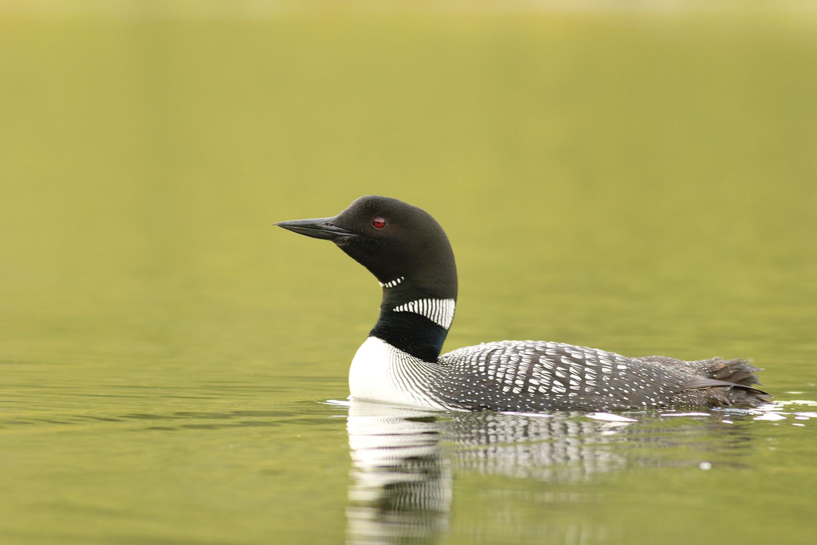 A picture of a common loon