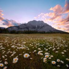 Cascade Mountain at sunset with wild flowers in the foreground