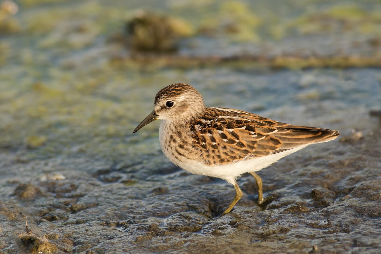 A picture of a least sandpiper taken in Alberta