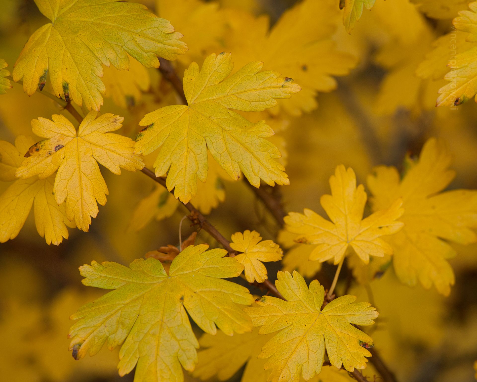 Leaves at their peak yellow colour from Banff National Park