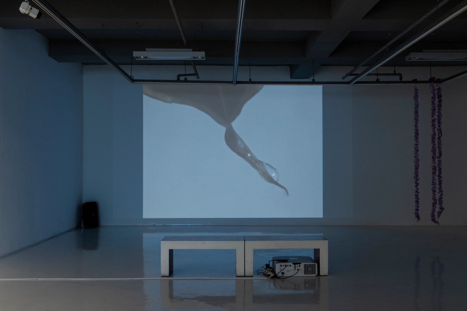  《Kuckuck Cuckoo》