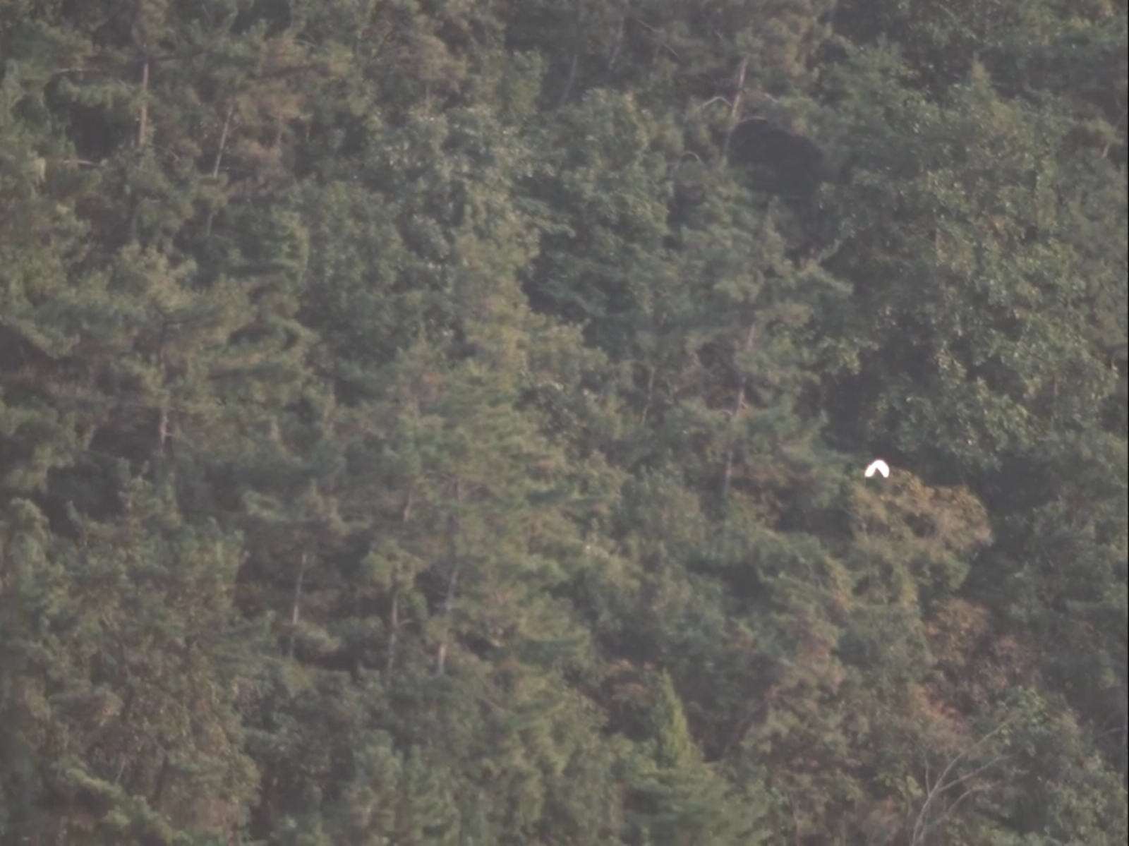 알로카시아의 눈물