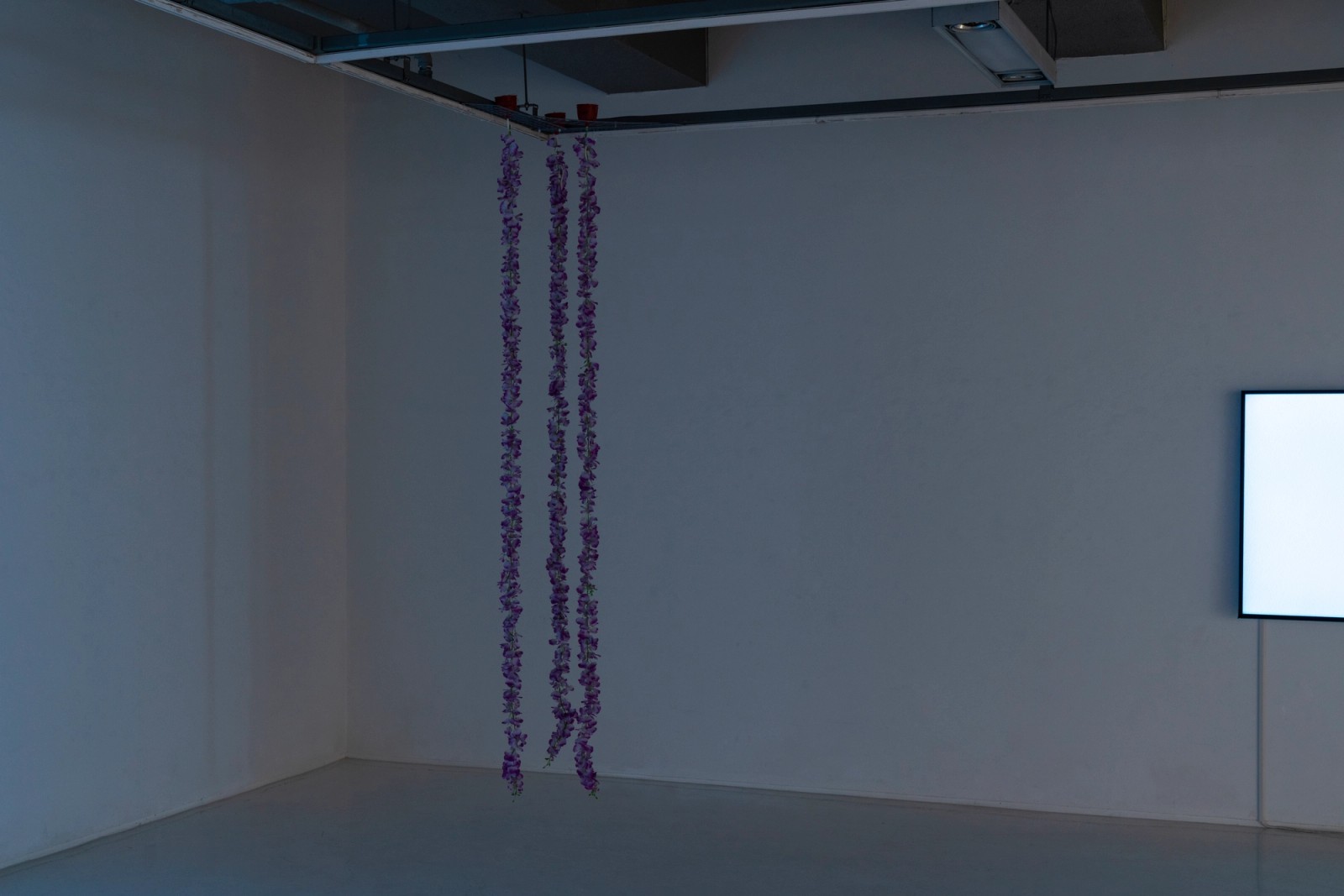  《Kuckuck Cuckoo》