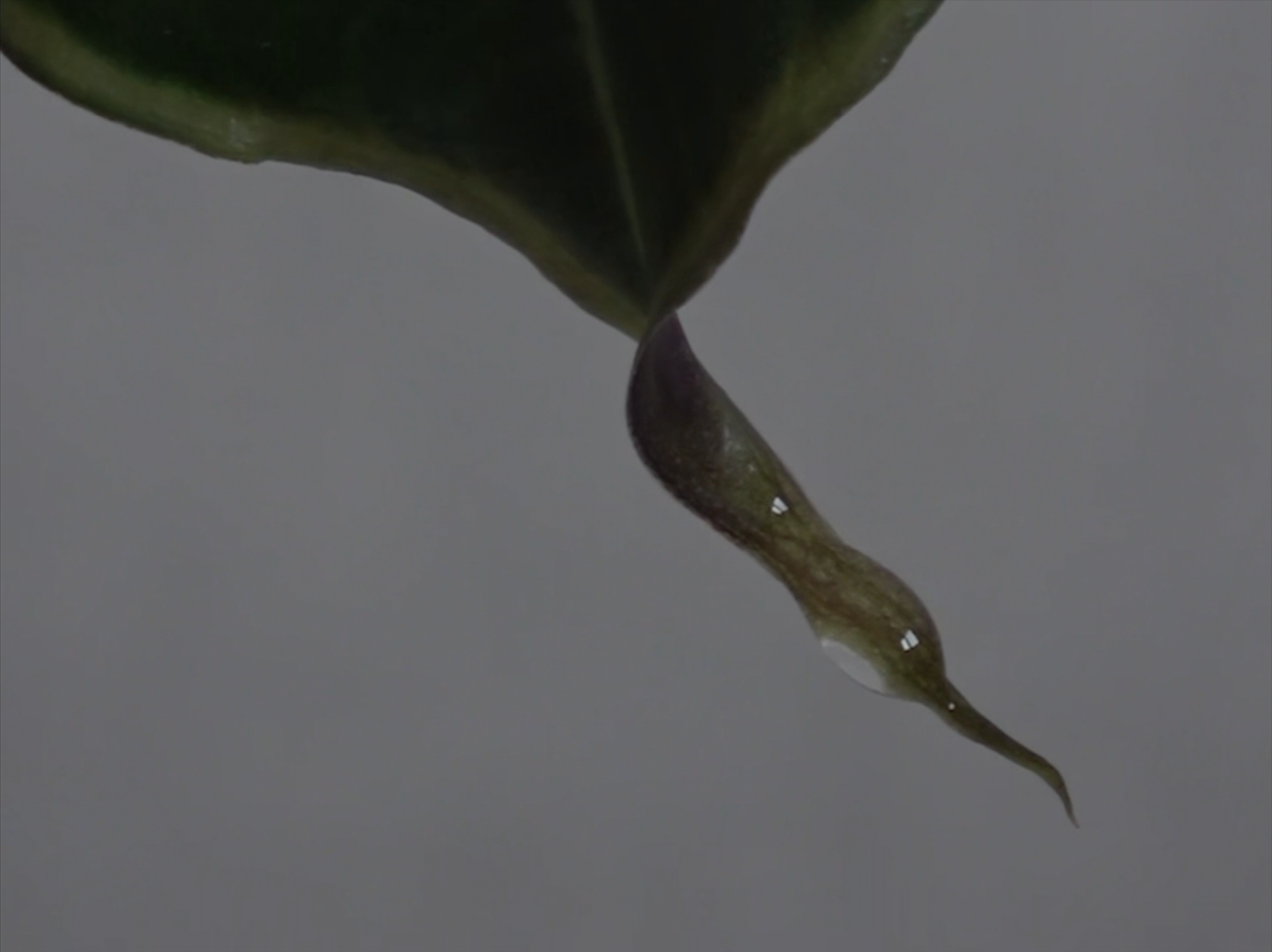 알로카시아의 눈물