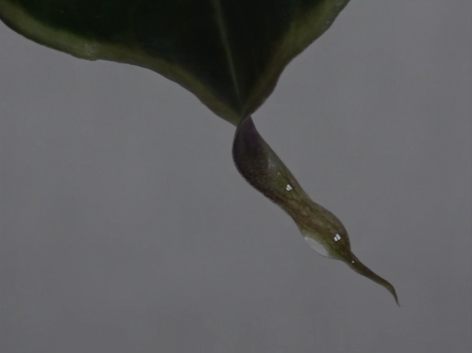 알로카시아의 눈물