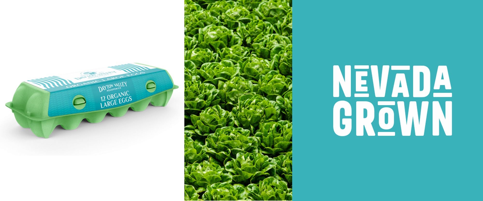 Dayton Valley Aquaponics eggs and lettuce