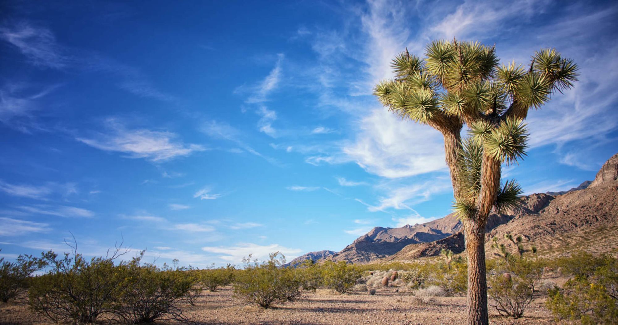Joshua tree