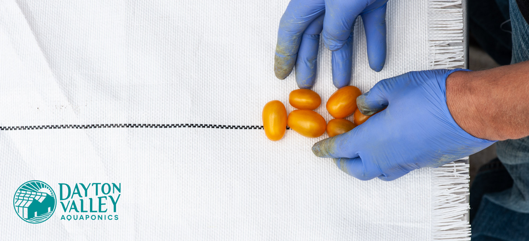 Rethinking Produce through Aquaponics