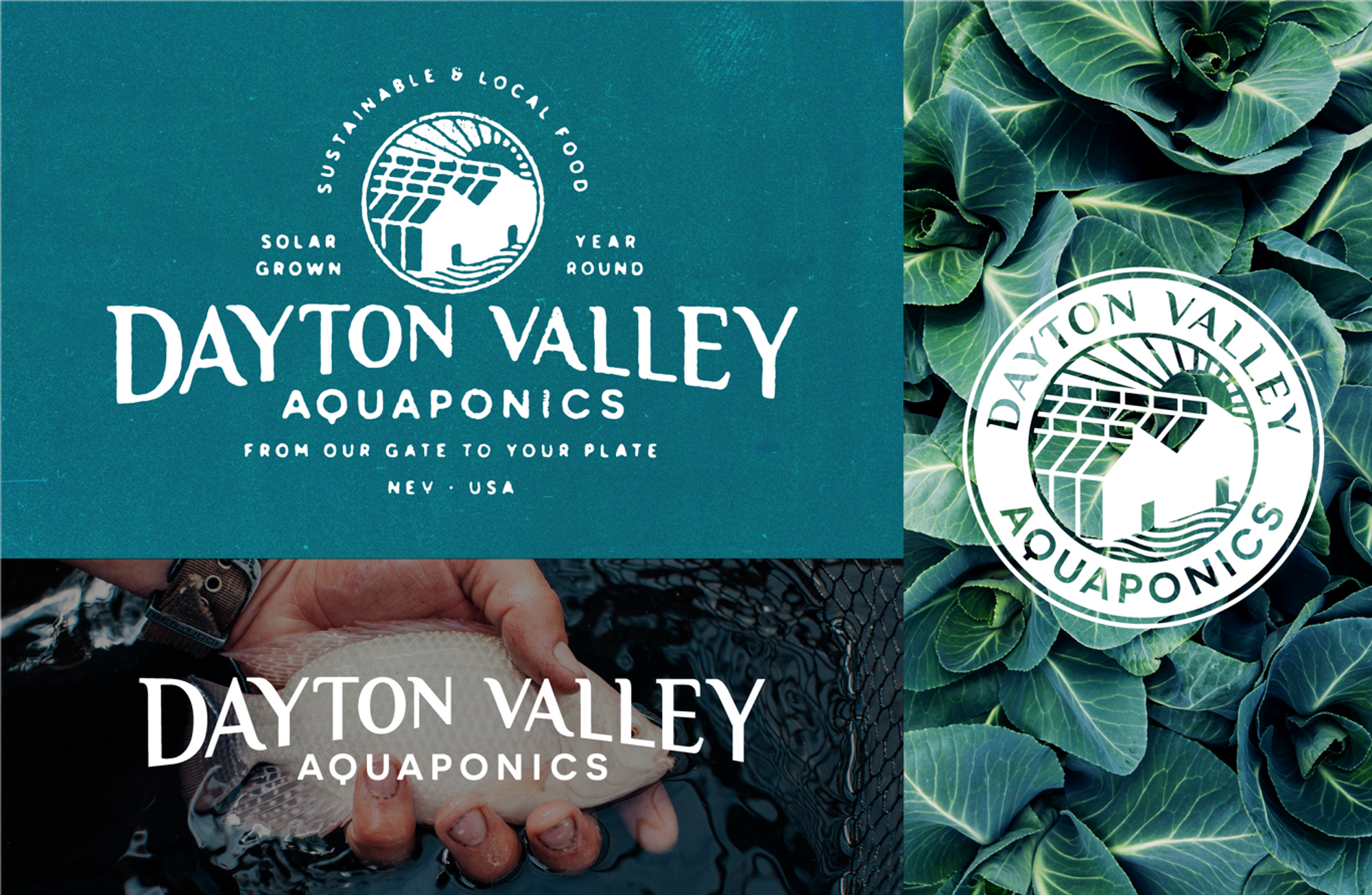 Dayton Valley Aquaponics logo design