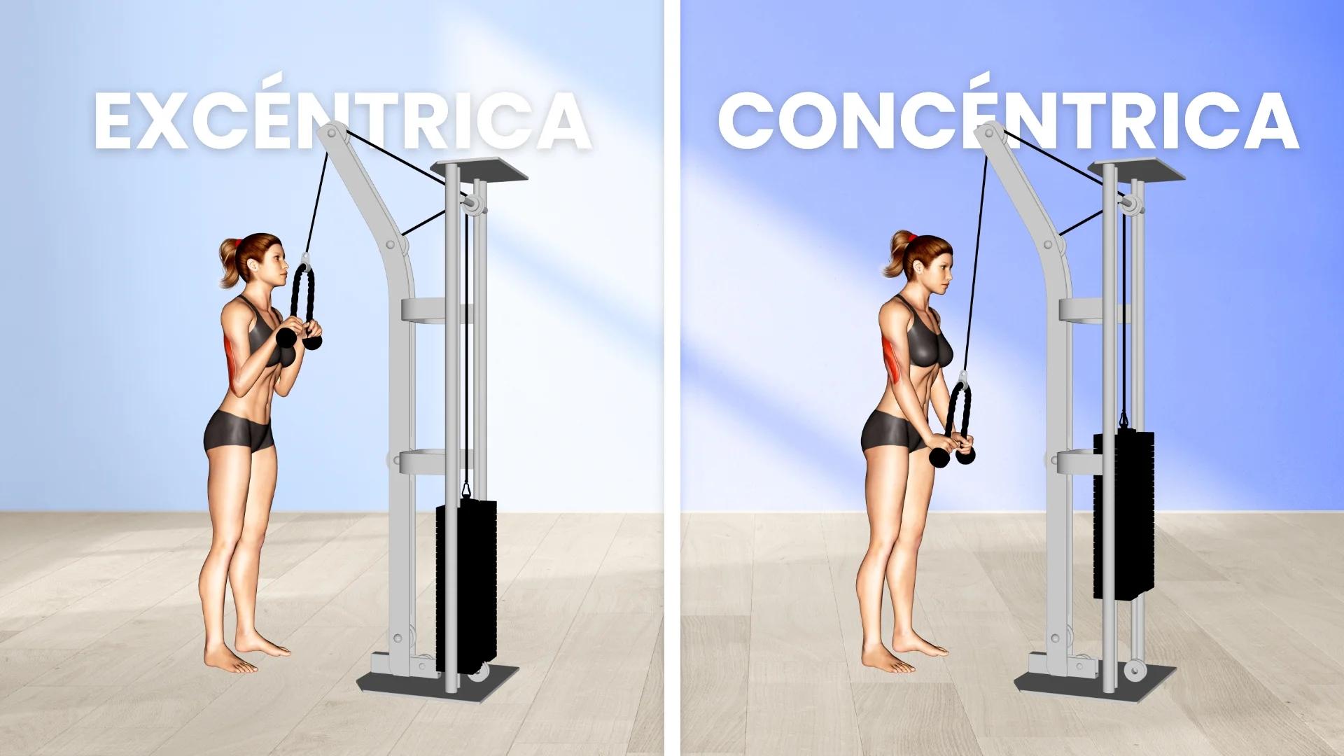 Ejemplificación de contracción excéntrica y concéntrica