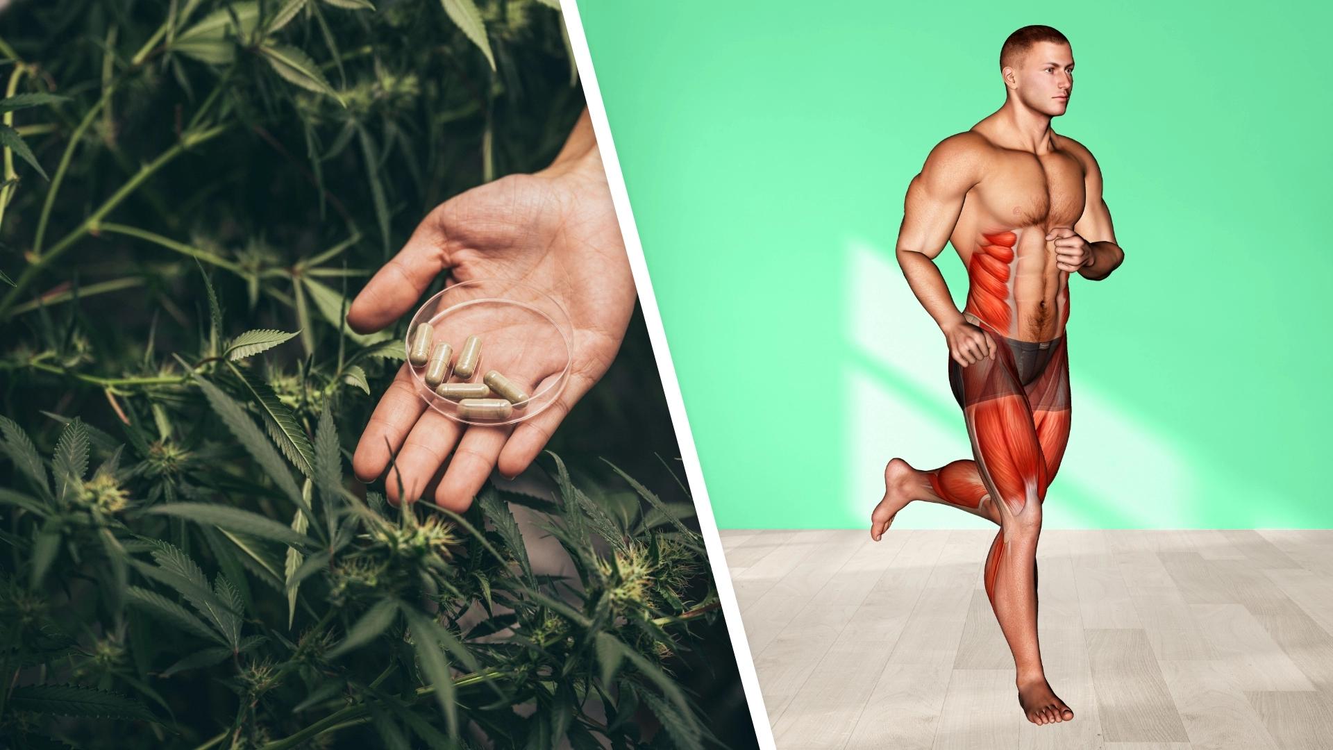 ¿Cannabis como aliado del deporte en la vida moderna?
