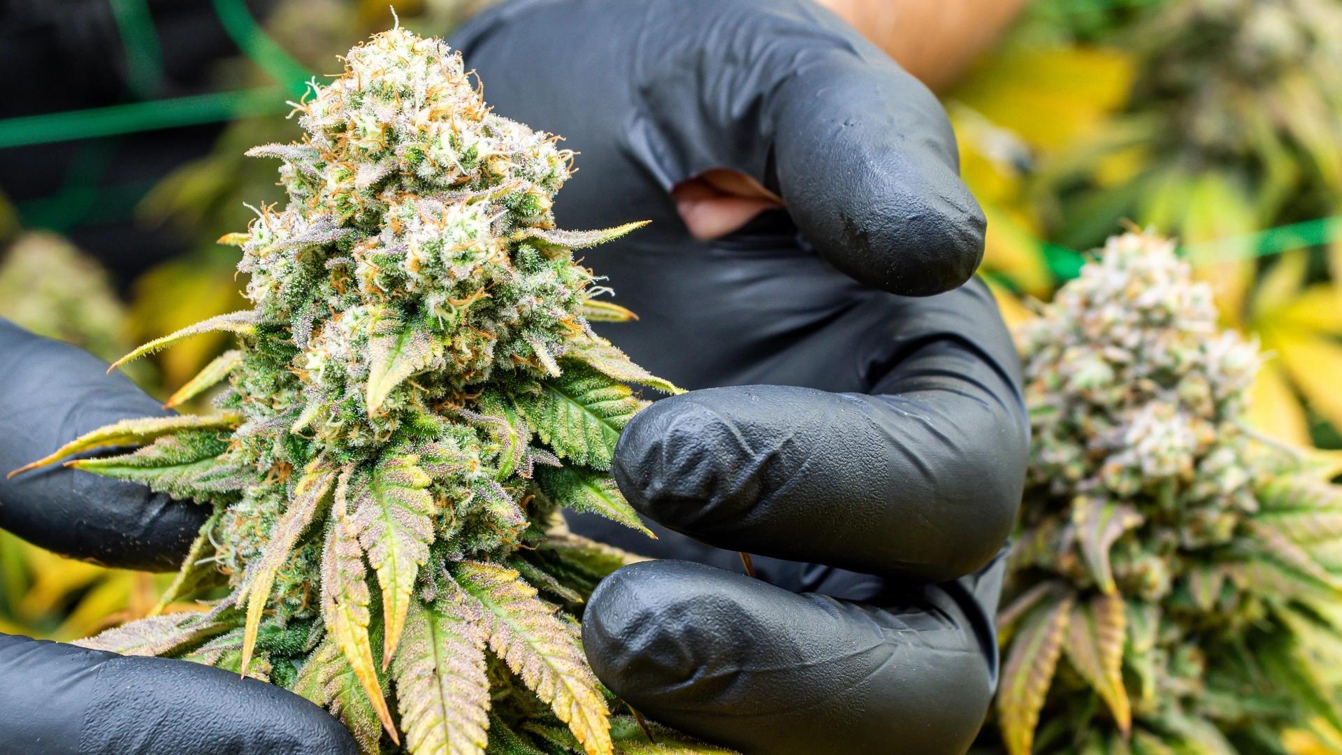Sociedad y aceptación cultural del cannabis