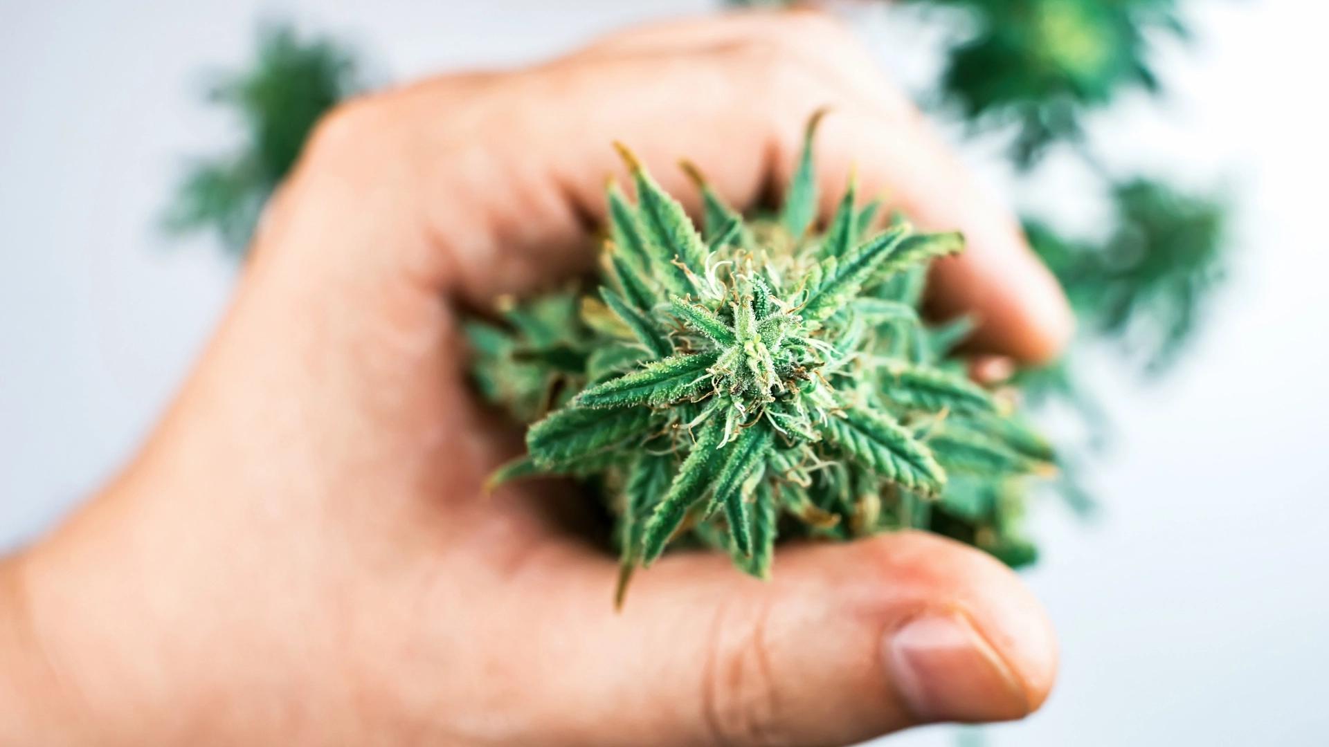 Presencia del cannabis en la vida cotidiana urbana
