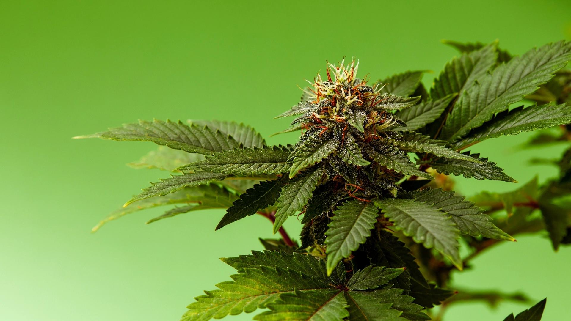 El auge del cannabis legal en España