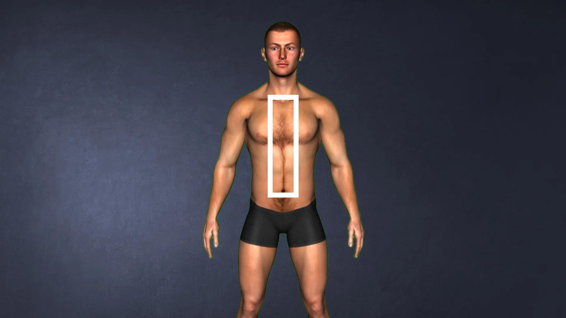 Ectomorfos