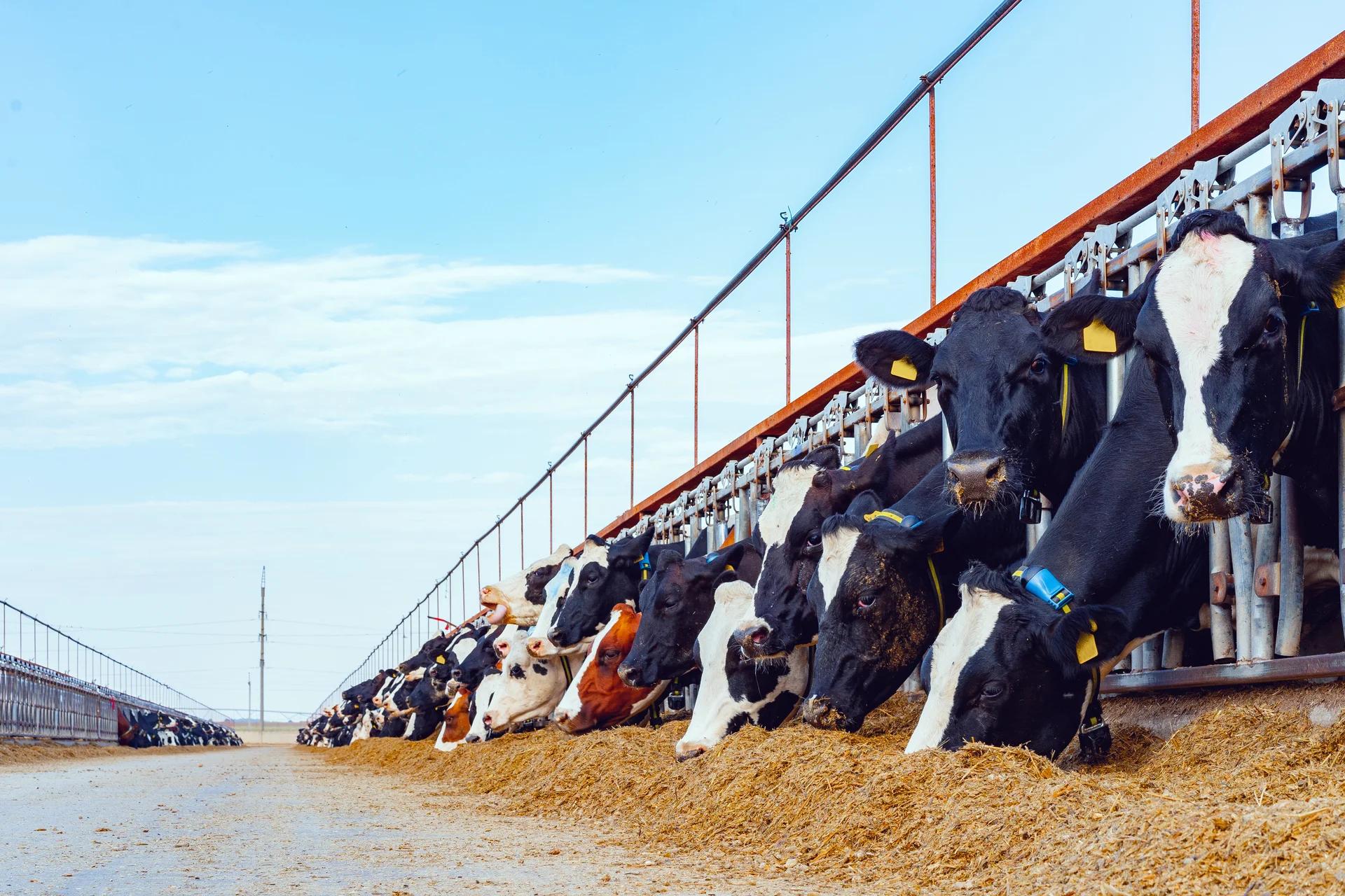 Las vacas lecheras son a menudo confinadas en espacios reducidos y se les administran hormonas y antibiótico