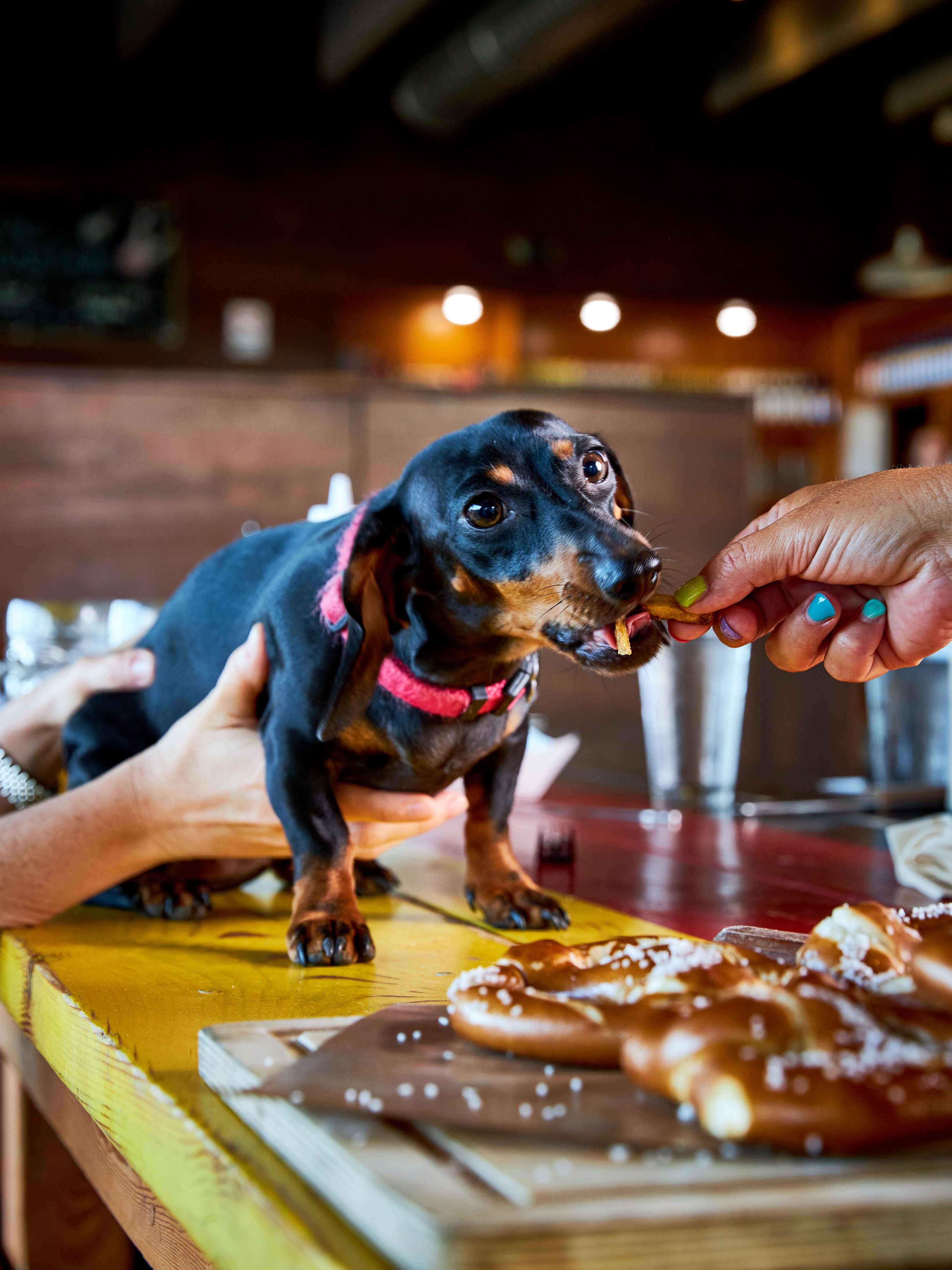 Dog Friendly