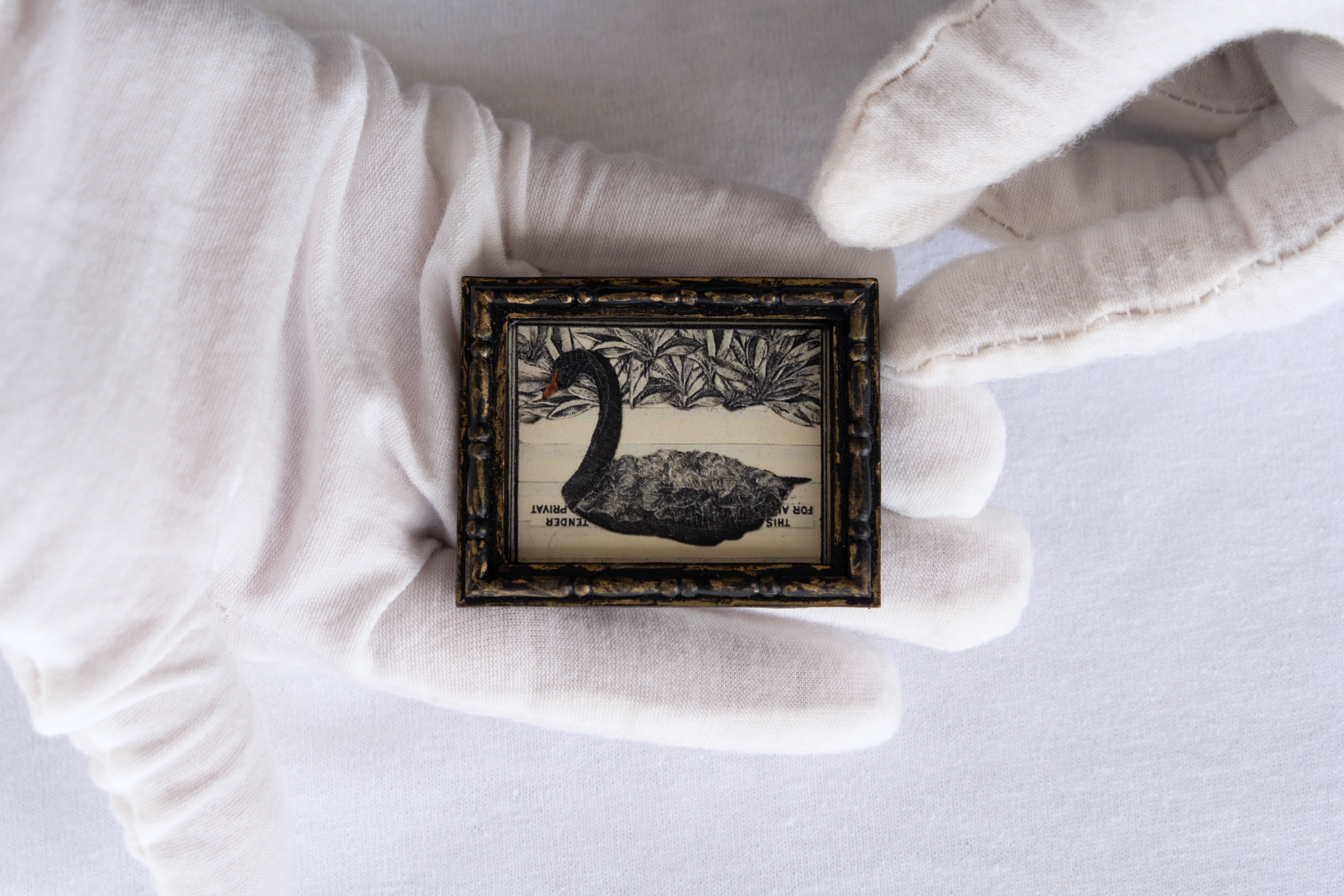 Black Swan Prints