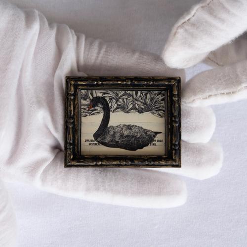 Black Swan Prints