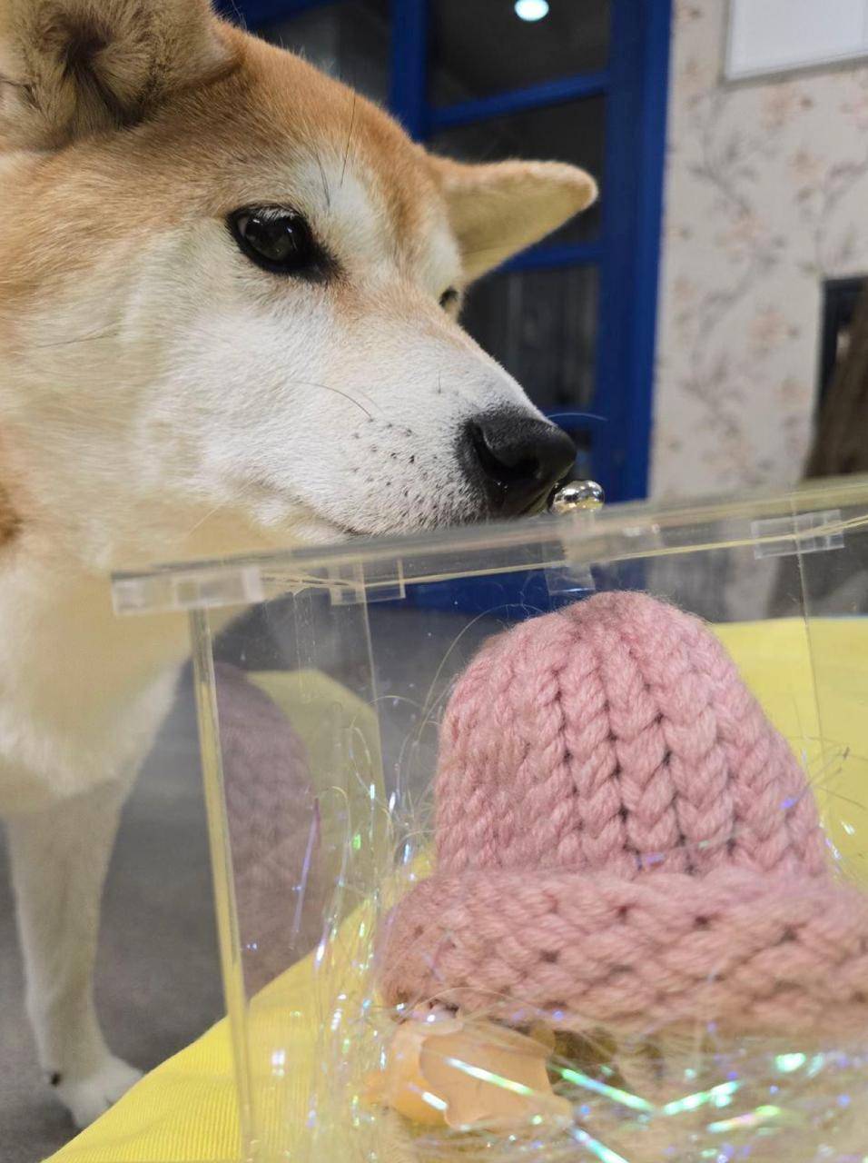 Original Hat from Dogwifhat Meme (2018) | Scarce City