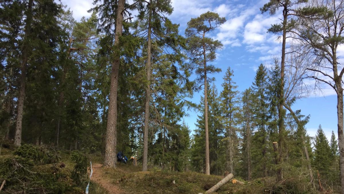 Inför TEC 100 miles 2019 - herrarna