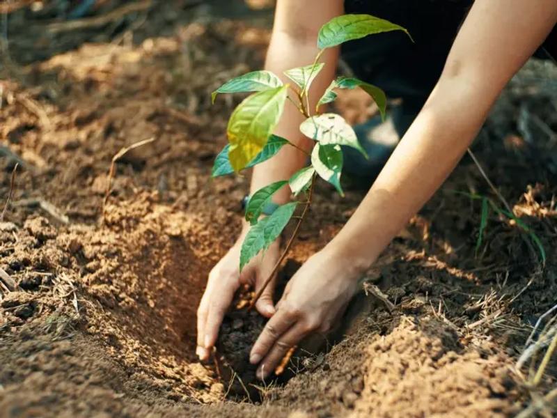 Ámaxa’s Global Student-Led Community Service Project: Planting Trees for a Greener Future