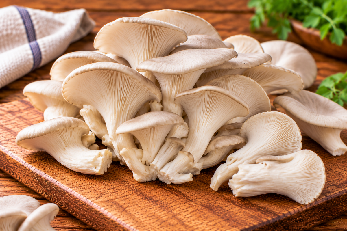 Oyster mushrooms with fan-shaped caps and short stems