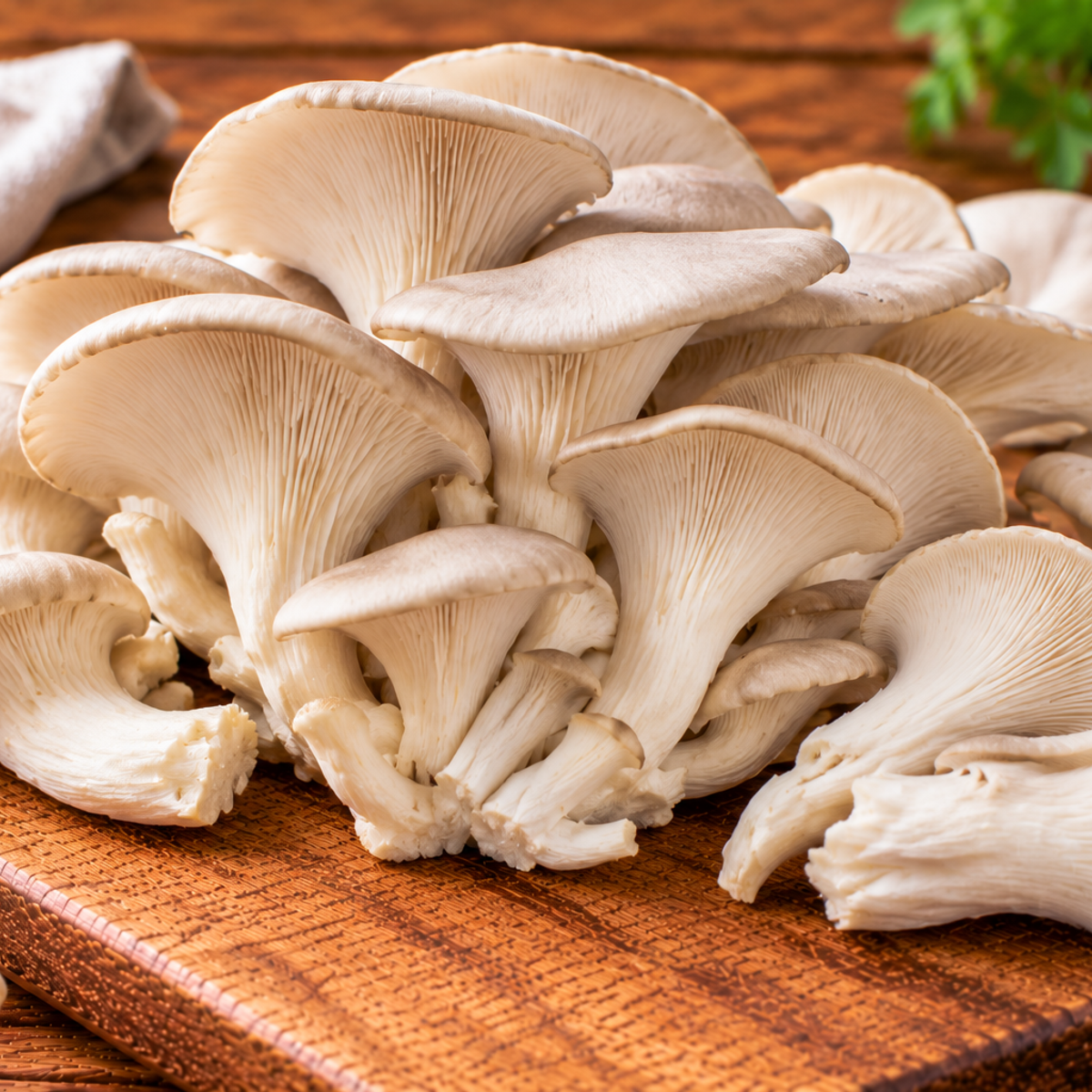 Oyster mushrooms with fan-shaped caps and short stems