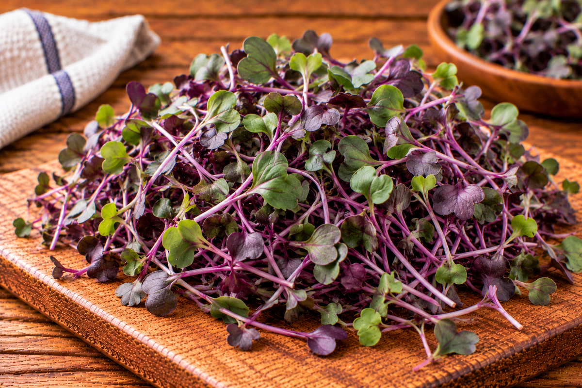 Purple kohlrabi microgreens with fine stems and small leaves